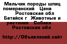 Мальчик,породы шпиц померанский › Цена ­ 10 000 - Ростовская обл., Батайск г. Животные и растения » Собаки   . Ростовская обл.